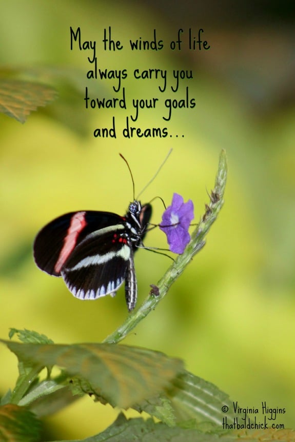 May the winds of life always carry you toward your goals and dreams... #butterfly #quote #inspiration