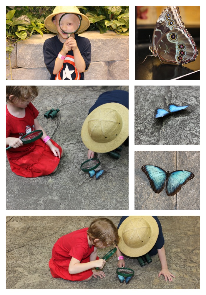 examining butterflies at Butterfly Palace