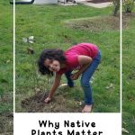 Why Native Plants Matter