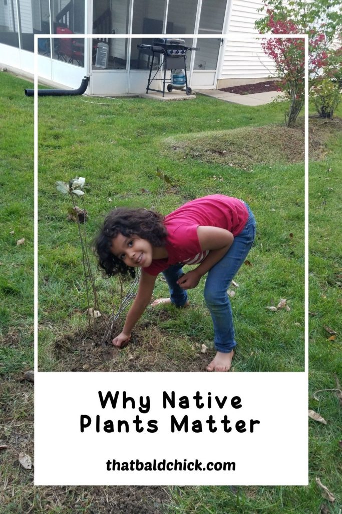 why native plants matter
