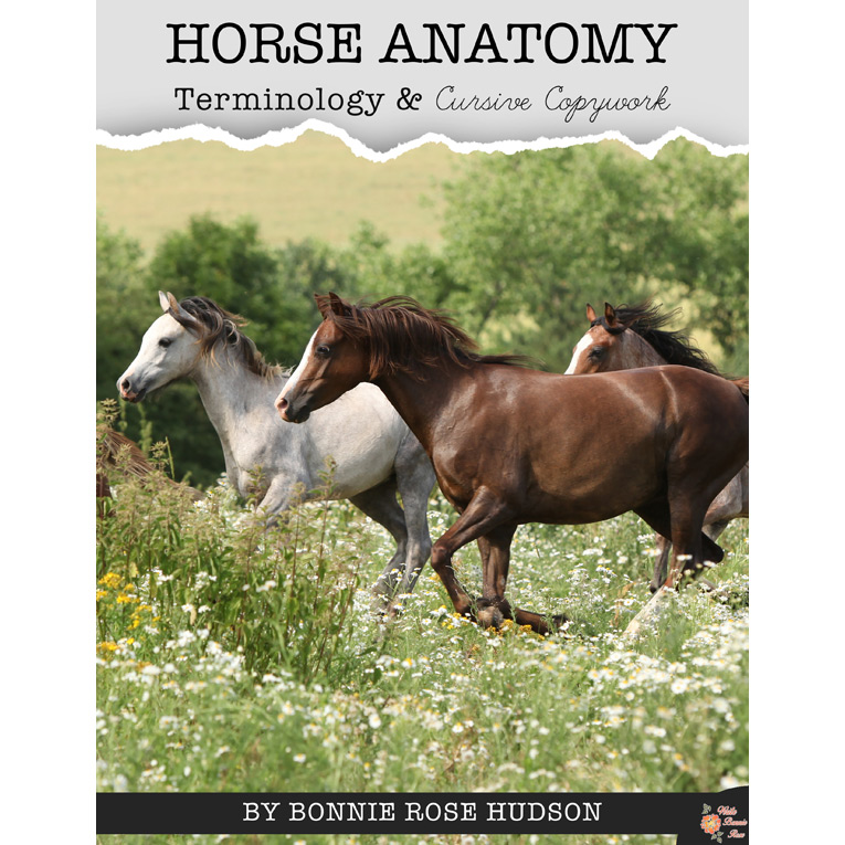 Horse Anatomy Terminology Copywork from Write Bonnie Rose