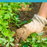 What You Need to Know About Natural Weed Control