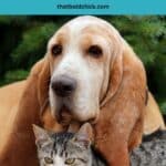 How to Prevent and Treat Common Pet Illnesses