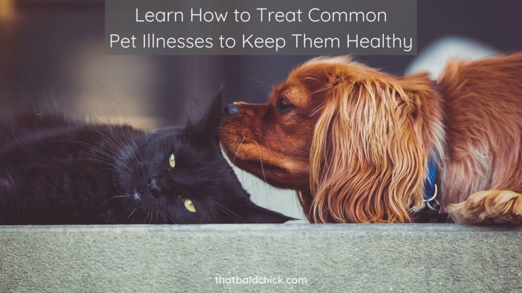 Learn How to Treat Common Pet Illnesses to Keep Them Healthy
