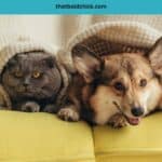 How To Ready Your Home For A New Pet